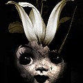 Doll Flower by Johan Lilja Doll Flower by Johan Lilja