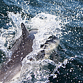 Dolphin Splash by John Wadleigh