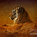 Don't Wake A Sleeping Tiger by Betty LaRue Don't Wake A Sleeping Tiger by Betty LaRue
