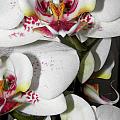 Dots and Splashes of Pink on Orchid Photograph by Kim Galluzzo Wozniak Dots and Splashes of Pink on Orchid Photograph by Kim Galluzzo Wozniak