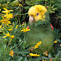 Double Yellow Headed Parrot Photograph by Craig K. Lorenz Double Yellow Headed Parrot Photograph by Craig K. Lorenz