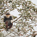 Douc Langur Female Vietnam Photograph by Cyril Ruoso Douc Langur Female Vietnam Photograph by Cyril Ruoso
