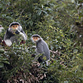 Douc Langur Male And Females Vietnam Photograph by Cyril Ruoso Douc Langur Male And Females Vietnam Photograph by Cyril Ruoso