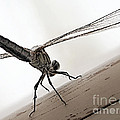 Dragon of the Air Photograph by Micki Findlay Dragon of the Air Photograph by Micki Findlay
