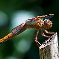 Dragonfly 4 by Scott Gould