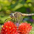 Dragonfly On Red Flowers Photograph by Kathy Baccari Dragonfly On Red Flowers Photograph by Kathy Baccari