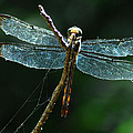 DRagonfly by Tracy Smith