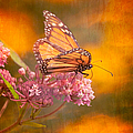 Dream Gatherer Photograph by Jeff Folger Dream Gatherer Photograph by Jeff Folger