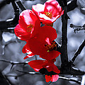 Dreamtime Magic Photograph by AM FineArtPrints Dreamtime Magic Photograph by AM FineArtPrints