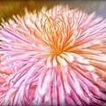 Dreamy Pink Chrysanthemum Digital Art by Lilia D Dreamy Pink Chrysanthemum Digital Art by Lilia D