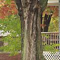 Old Maple Tree Dressed for Fall Photograph by Valerie Collins Old Maple Tree Dressed for Fall Photograph by Valerie Collins