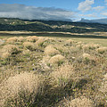 Dried Shrubs In Late Winter Carrizo by Kevin Schafer Dried Shrubs In Late Winter Carrizo by Kevin Schafer