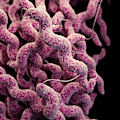 Drug-resistant Campylobacter Photograph by Science Source Drug-resistant Campylobacter Photograph by Science Source