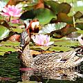 Duck in the Water Lilies Photograph by Amanda Mohler Duck in the Water Lilies Photograph by Amanda Mohler