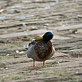 Duck Shakes It Off Photograph by Holden The Moment Duck Shakes It Off Photograph by Holden The Moment