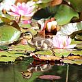 Duckling running over the Water Lilies 2 Photograph by Amanda Mohler Duckling running over the Water Lilies 2 Photograph by Amanda Mohler