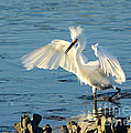 Dusk In The Salt Marsh Photograph by Kathy Baccari Dusk In The Salt Marsh Photograph by Kathy Baccari