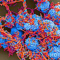 E Coli And Macrophages Sem Photograph by Science Source E Coli And Macrophages Sem Photograph by Science Source