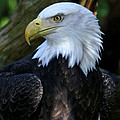 Power and Grace The Majestic Bald Eagle by Chauncy Holmes
