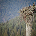 Eagles Nest by Christopher Kimmel Eagles Nest by Christopher Kimmel