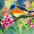 Eastern Bluebird Painting by Hailey E Herrera Eastern Bluebird Painting by Hailey E Herrera