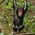 Eastern Chimpanzee Baby Hanging Photograph by Thomas Marent Eastern Chimpanzee Baby Hanging Photograph by Thomas Marent