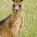 Eastern Grey Kangaroo Juvenile Mount Photograph by Sebastian Kennerknecht Eastern Grey Kangaroo Juvenile Mount Photograph by Sebastian Kennerknecht