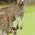 Eastern Grey Kangaroo With Joey Photograph by Sebastian Kennerknecht Eastern Grey Kangaroo With Joey Photograph by Sebastian Kennerknecht