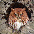 Eastern Screech Owl Photograph by Kathy Baccari Eastern Screech Owl Photograph by Kathy Baccari