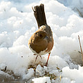 Eastern Towhee Poses for Photograph Photograph by Holden The Moment Eastern Towhee Poses for Photograph Photograph by Holden The Moment