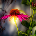 Echinacea Sunrise by Bob Orsillo Echinacea Sunrise by Bob Orsillo