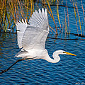 Egret in Motion by Mike Covington