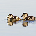 Egyptian Goose Goslings River Thames by Dickie Duckett Egyptian Goose Goslings River Thames by Dickie Duckett