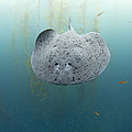 Electric Ray Cortes Bank California Photograph by Richard Herrmann Electric Ray Cortes Bank California Photograph by Richard Herrmann