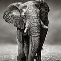 Elephant approach from the front Photograph by Johan Swanepoel Elephant approach from the front Photograph by Johan Swanepoel