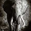 Elephant Bull Photograph by Johan Swanepoel Elephant Bull Photograph by Johan Swanepoel