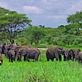Elephant Herd In Tarangire National Photograph by Johnathan Ampersand Esper