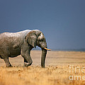 Elephant in grassfield by Johan Swanepoel Elephant in grassfield by Johan Swanepoel
