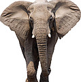 Elephant Isolated by Johan Swanepoel Elephant Isolated by Johan Swanepoel