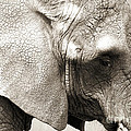 Elephant Photograph by Jackie Farnsworth Elephant Photograph by Jackie Farnsworth