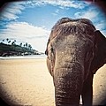 Elephant on the Beach Photograph by Carol Whaley Addassi Elephant on the Beach Photograph by Carol Whaley Addassi