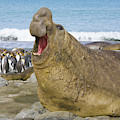 Elephant Seal Roaring Photograph by Yva Momatiuk John Eastcott Elephant Seal Roaring Photograph by Yva Momatiuk John Eastcott