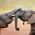 Elephants touching each other Photograph by Johan Swanepoel Elephants touching each other Photograph by Johan Swanepoel