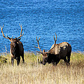 Elk in Estes 4 Photograph by Becca Buecher Elk in Estes 4 Photograph by Becca Buecher