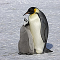 Emperor Penguin And Chick Snow Hill Isl Photograph by Roger Tidman Emperor Penguin And Chick Snow Hill Isl Photograph by Roger Tidman