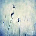 Endearing Photograph by Priska Wettstein Endearing Photograph by Priska Wettstein