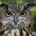 Eurasian Eagle-owl Photograph by San Diego Zoo Eurasian Eagle-owl Photograph by San Diego Zoo