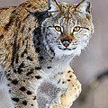Eurasian Lynx Walking Photograph by Jasper Doest Eurasian Lynx Walking Photograph by Jasper Doest