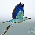 Eurasian Roller by Johan Swanepoel Eurasian Roller by Johan Swanepoel