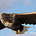 European Flying Sea Eagle 1 Photograph by Heiko Koehrer-Wagner European Flying Sea Eagle 1 Photograph by Heiko Koehrer-Wagner
